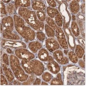 HPA041054-SAtlas Antibodies Anti-WDCP 25ul