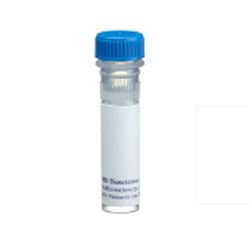552371BD 纯化的大鼠抗小鼠CD172a（P84）