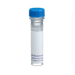 550274BD Pharmingen™纯化大鼠抗小鼠CD31