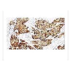 ZA-0565中杉金桥 E-Cadherin抗体试剂-常备现货