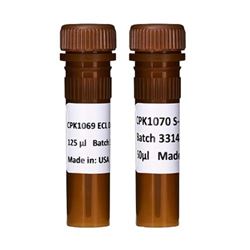 RPN810cytiva ECL™ DualVue 免疫印迹标准 Marker