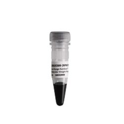 RPN755Ecytiva 低分子量范围彩虹 Marker-常备现货