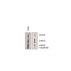100-401-407Rockland NOTCH 1抗体-常备现货